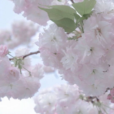 二次元兽设设计技巧福瑞交流群